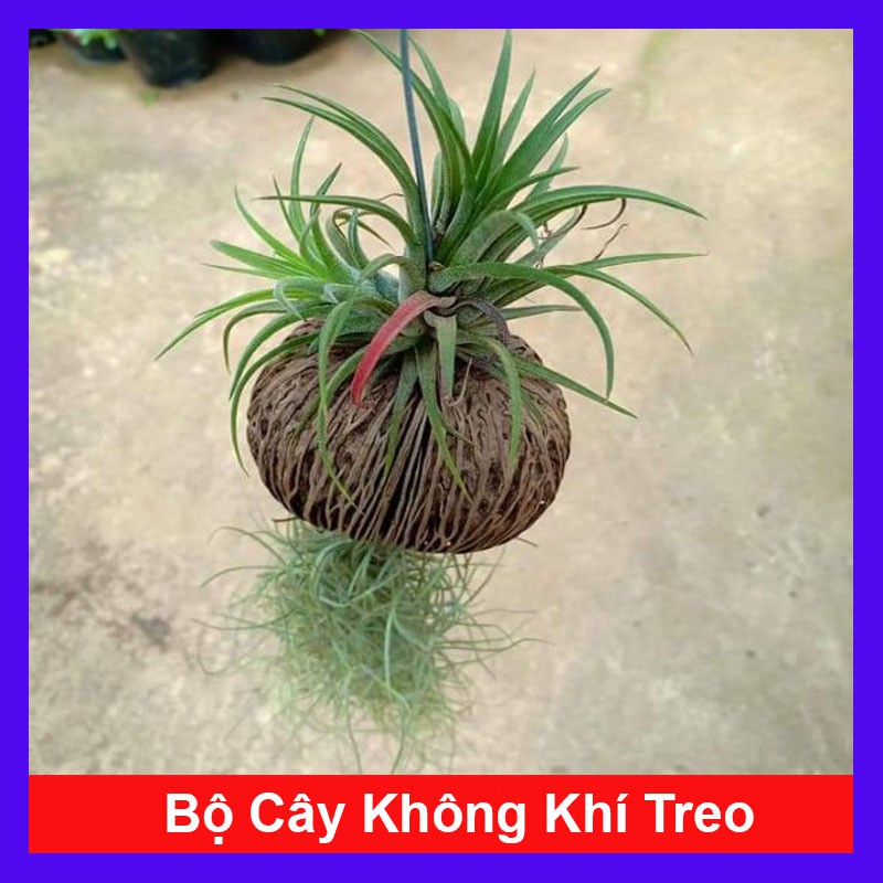 Bộ cây không khí treo - cây cảnh mini - cây cảnh trong nhà - caykiengsadec
