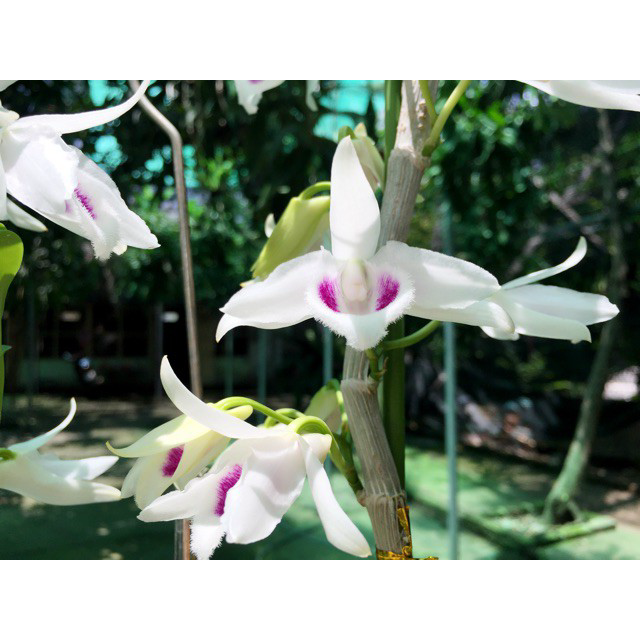 Phong lan phi điệp 5 cánh trắng phú thọ cây giống 5-7cm