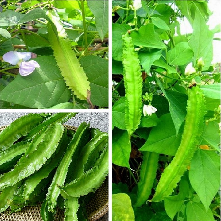 Hạt giống đậu rồng cao sản F1