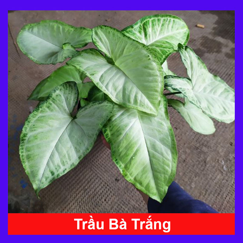Cây Trầu Bà Trắng - Cây cảnh mini để bàn