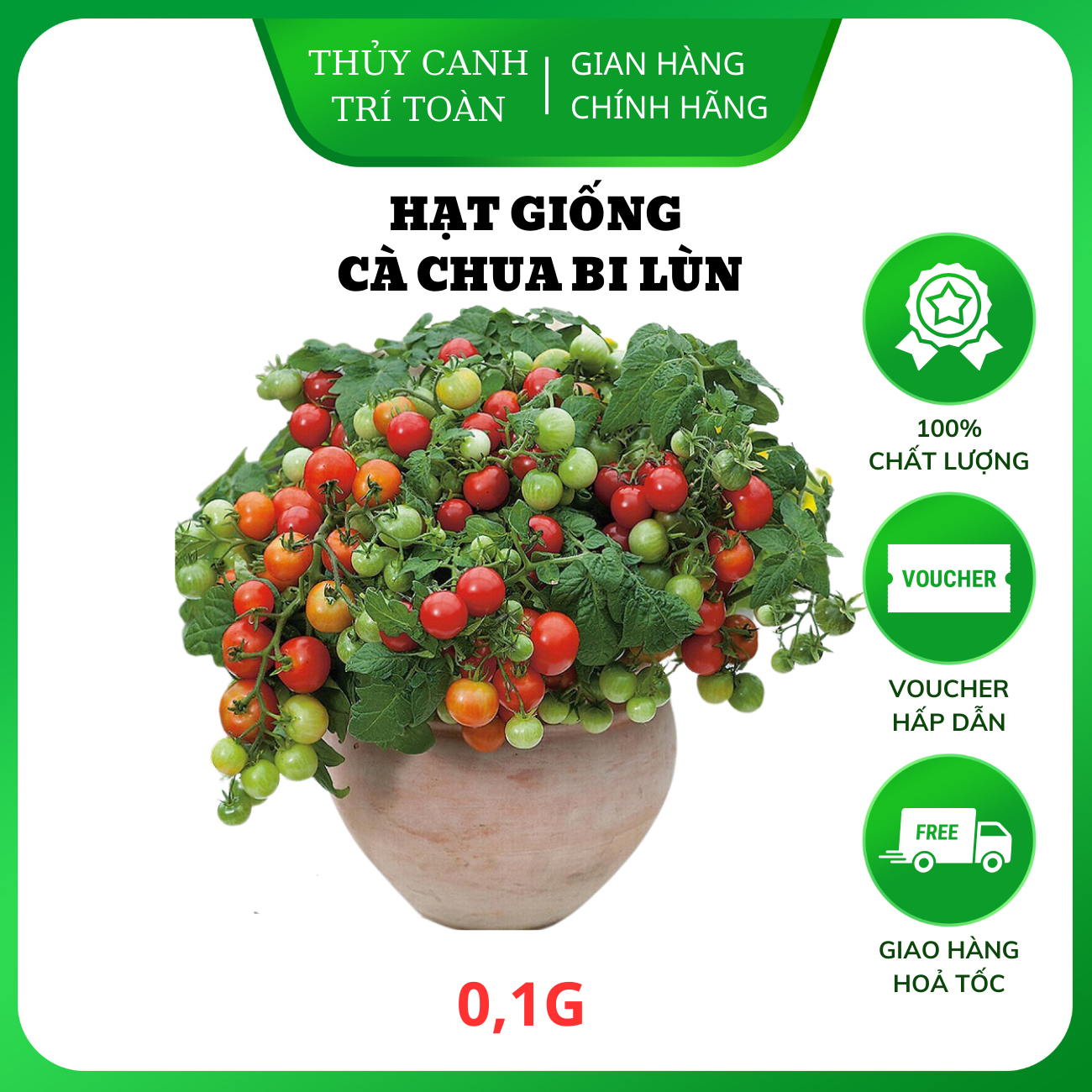 Hạt giống Cà Chua Bi Đỏ Lùn trồng chậu quanh năm, nảy mầm tốt, dễ chăm sóc - Hạt giống Rạng Đông