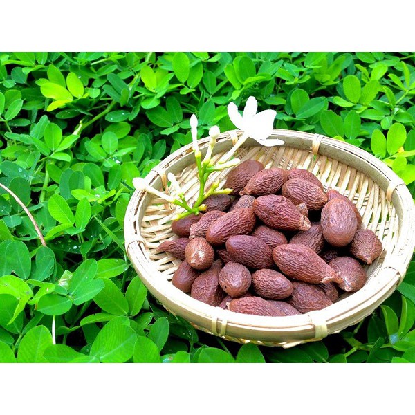 500gr Hạt đười ươi bay cao cấp, Hạt Ươi Bay - Đặc Sản Từ Núi Rừng Tây Nguyên, thanh mát cơ thể, tốt cho sức khỏe