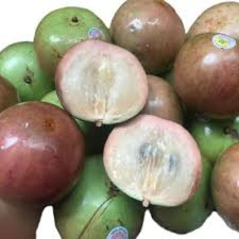 Cây giống vũ sữa bơ hồng ghép. cây giống chuẩn F1 cho năng suất cao