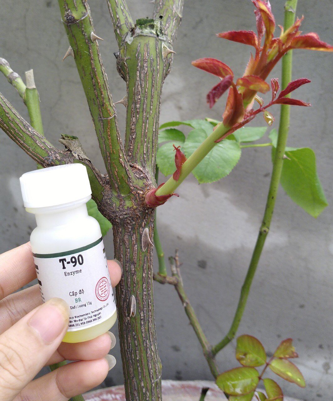 nảy mầm T90 chính hãng, giúp bật mầm chồi gốc, chồi bên dành cho hoa hồng và cây cảnh