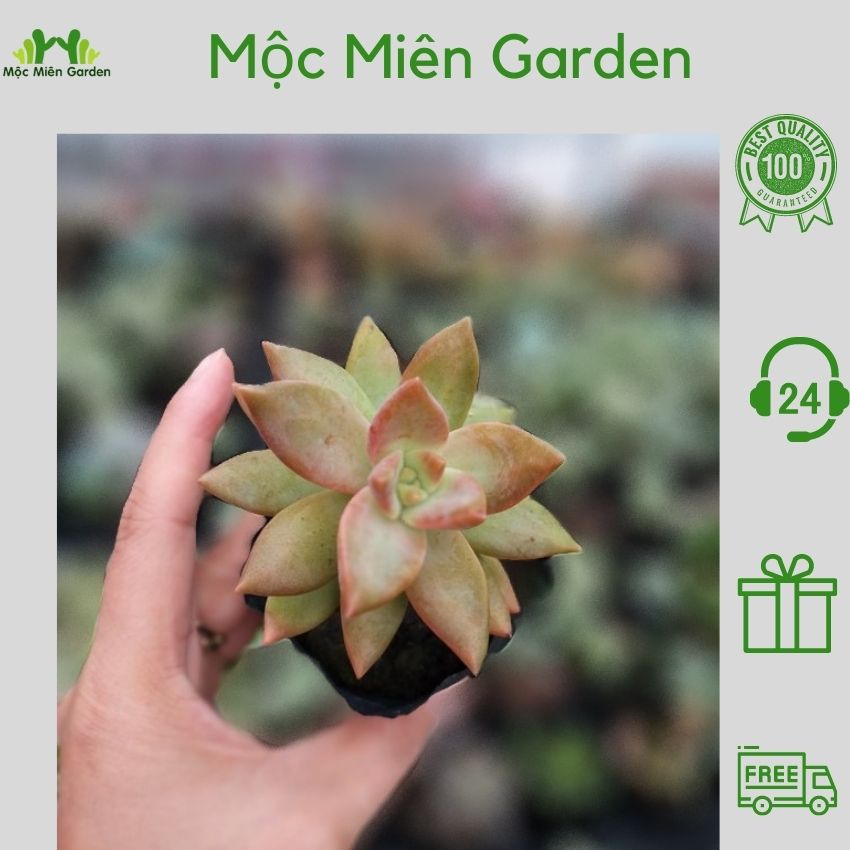 Sen Đá Vàng - Cây trang trí- Cây để bàn - Cây văn phòng - Cây phong thủy - Cây lọc không khí - Mộc Miên Garden
