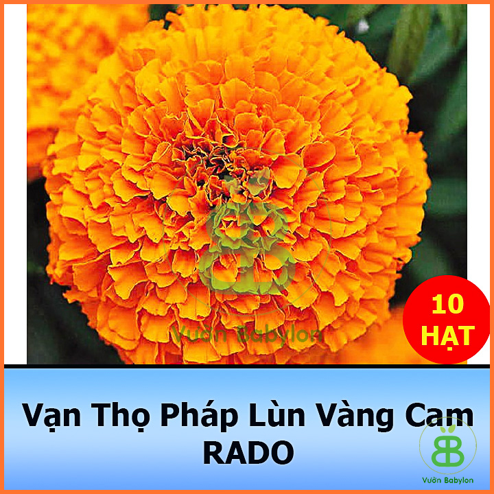 Hạt Giống Cúc Vạn Thọ Pháp Lùn Cam Đậm 0,1G Nở Vào Dịp Tết