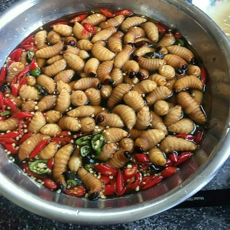 Đuông dừa tự nhiên - Combo 10 con đuông dừa miền Tây