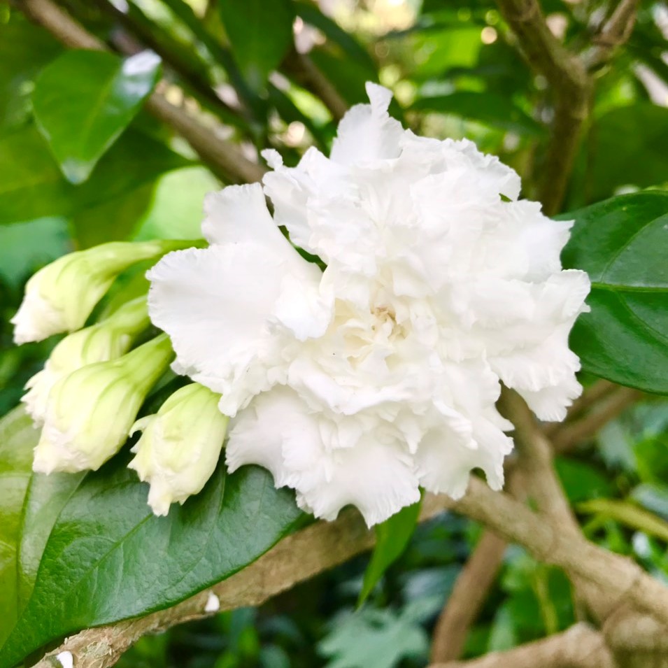 CÂY GIỐNG HOA NHÀI TUYẾT DÁNG BONSAI - HOA LÀI TUYẾT