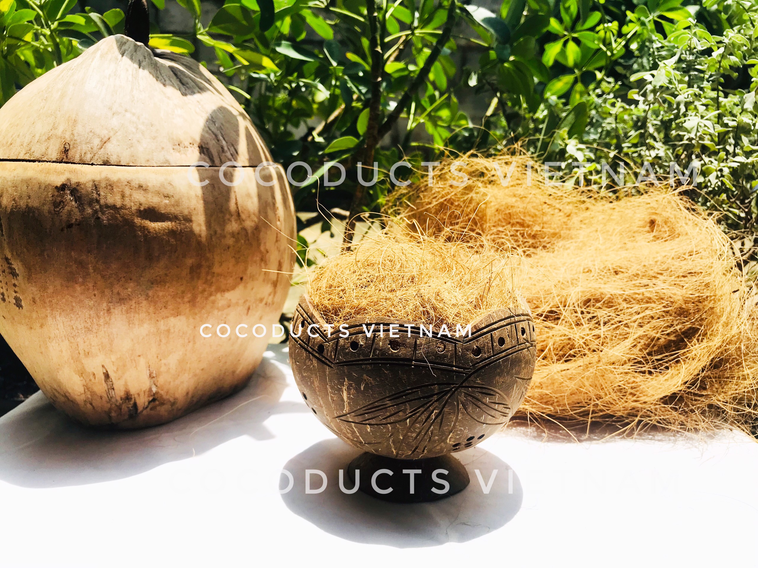 Chỉ xơ dừa trồng lan