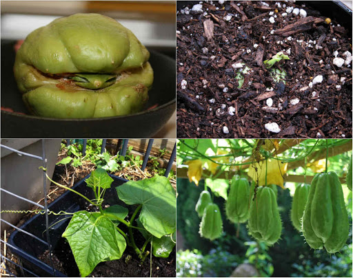 2 quả su su giống