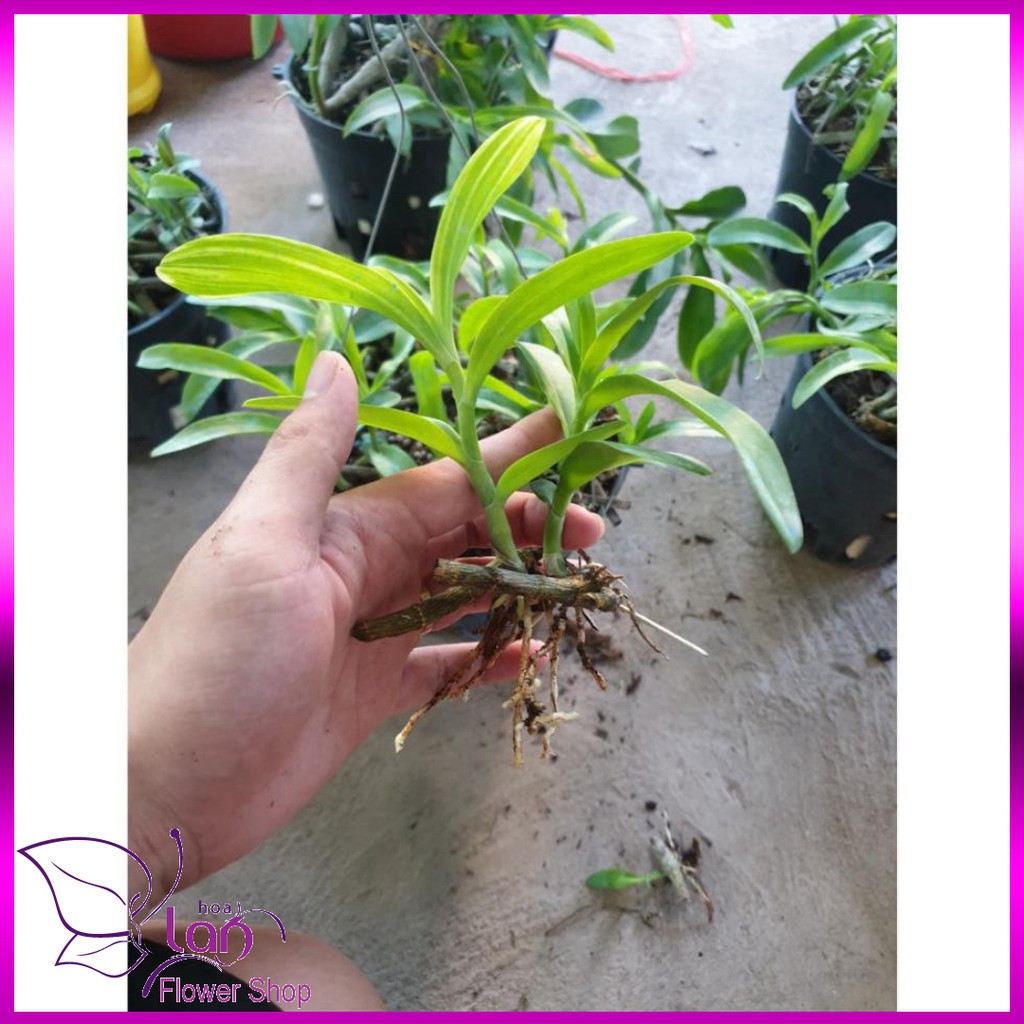 Lan trầm bóc rừng  hiếm ươm kie năm 2