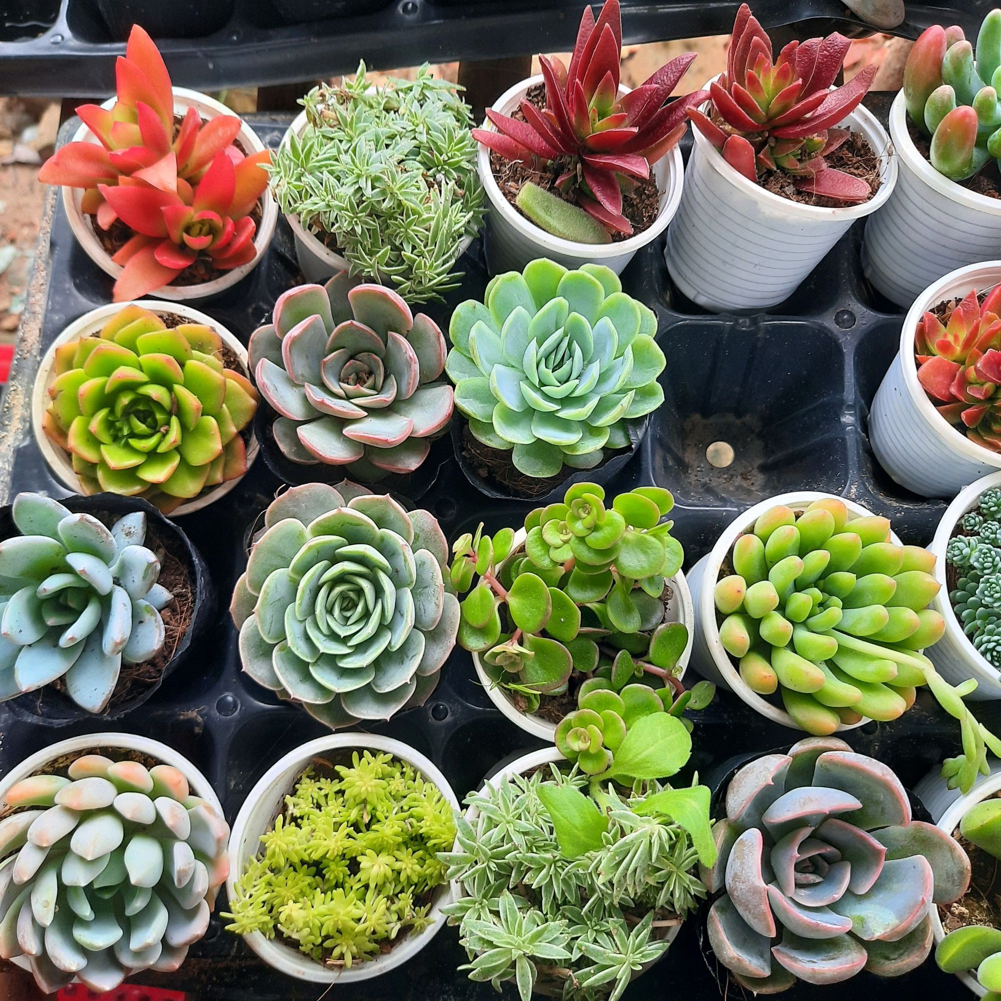 Sen đá 10 cây nguyên bầu đất