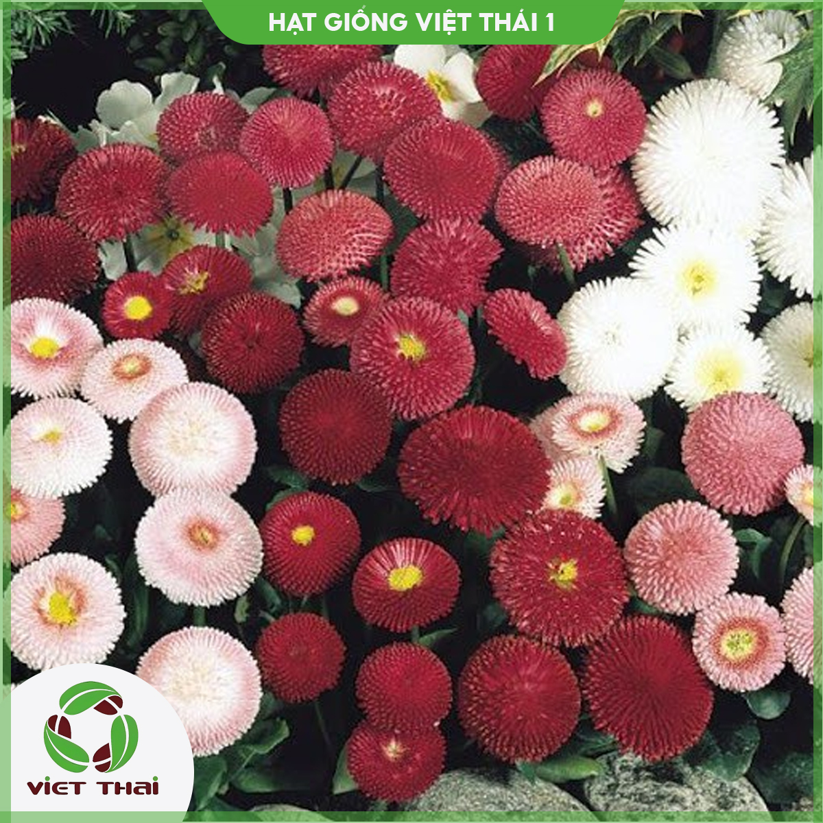 Hạt giống hoa cúc hoàng hậu - hgvt1