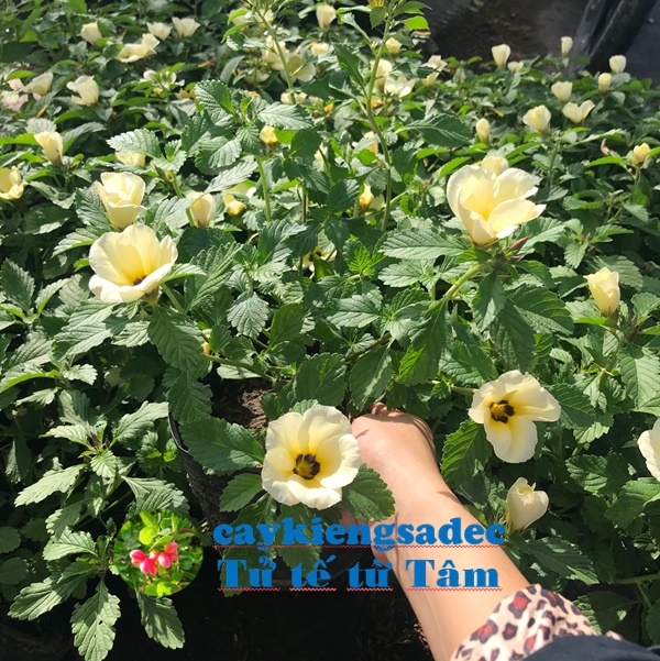 caykiengsadec - Cây hoa dừa kem + tặng phân bón cho cây - hoa kiểng lá - trang trí nội thất cảnh quan sân vườn ngoài trời