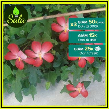 400 hạt giống sâm bố chính