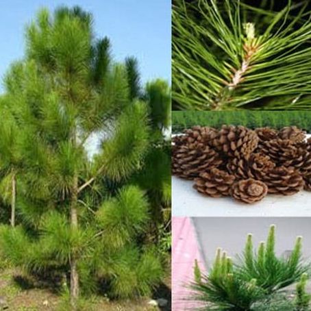 Hạt giống cây giống thông caribe/gói 5 hạt