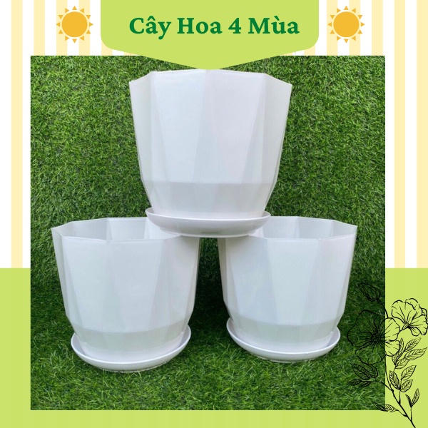 Chậu nhựa trồng cây kim cương tròn kèm đĩa giả sứ để bàn cực xinh