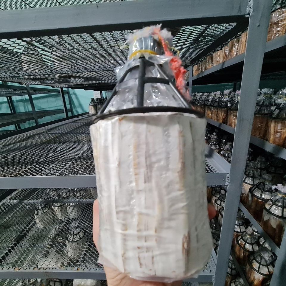 Meo giống Nấm Bào ngư xám - Loại que