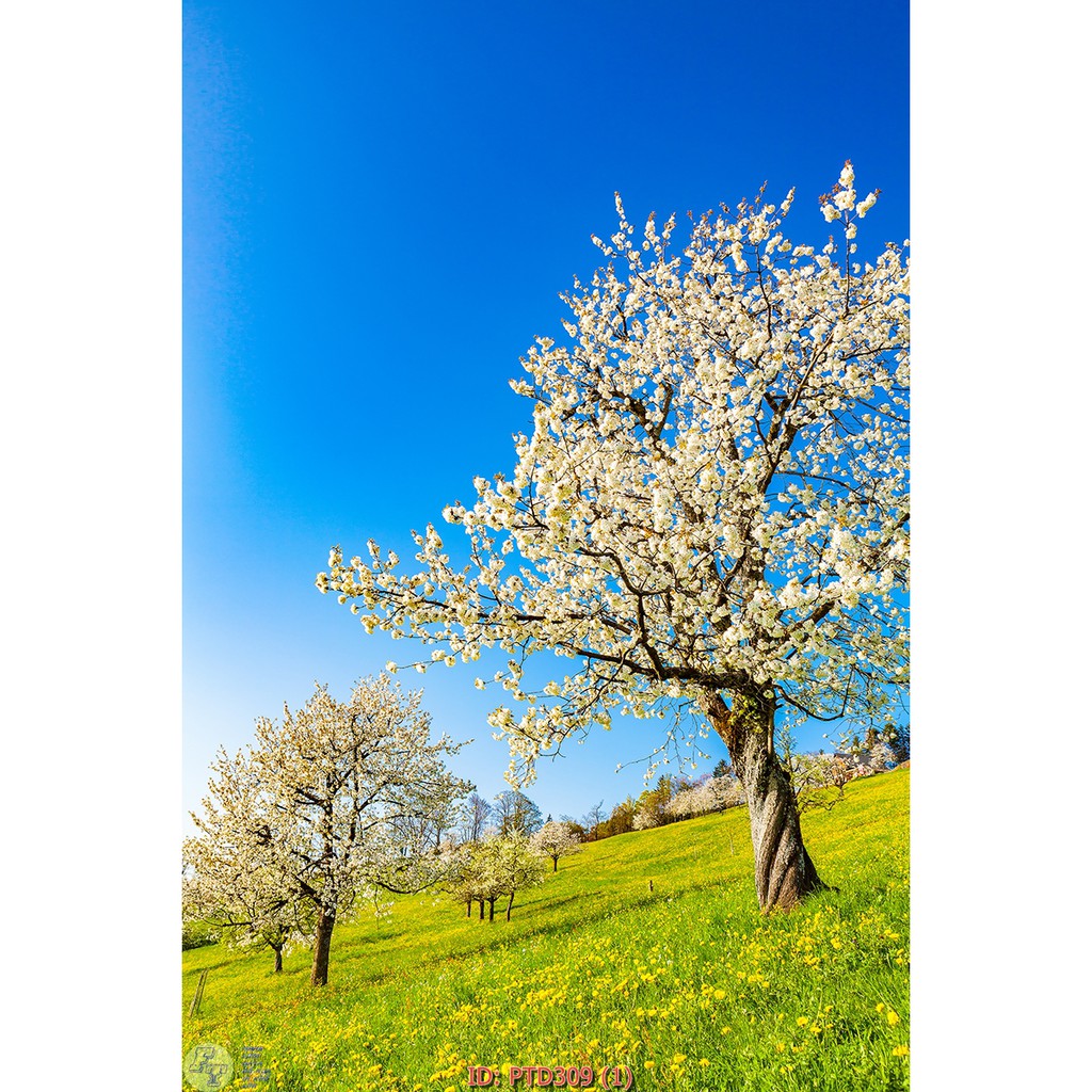 ( Rẻ vô địch ) Tranh dán tủ lạnh , cửa kính hình siêu đẹp