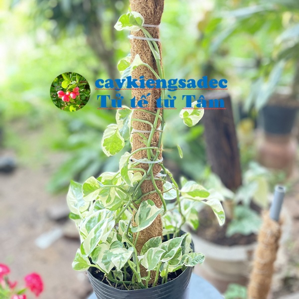 Caykiengsadec Trầu bà cẩm thạch -tặng phân bón cho cây mau lớn - hoa kiểng lá - trang trí nội thất cảnh quan sân vườn ngoài trời