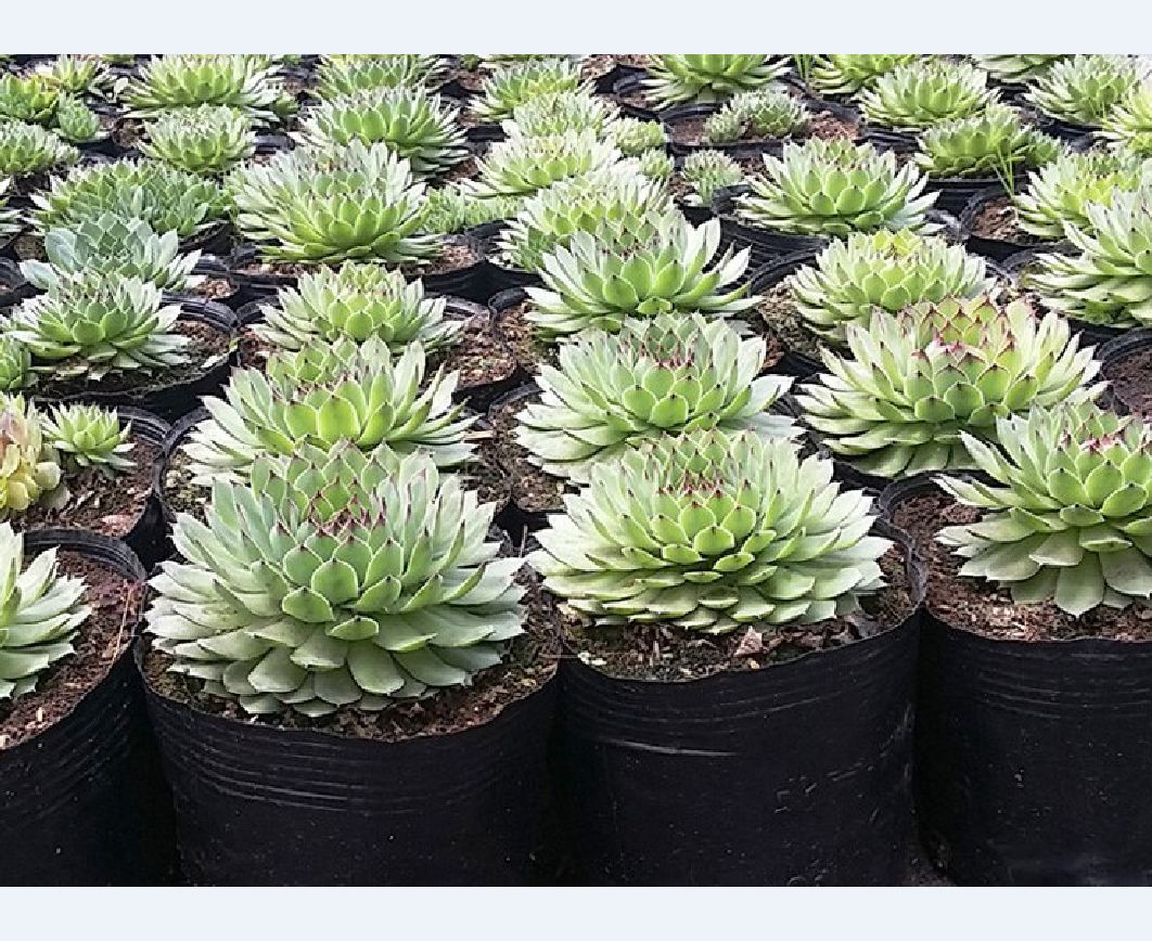 Chậu cây sen đá phật bà - cây to có đường kinh 7-8cm