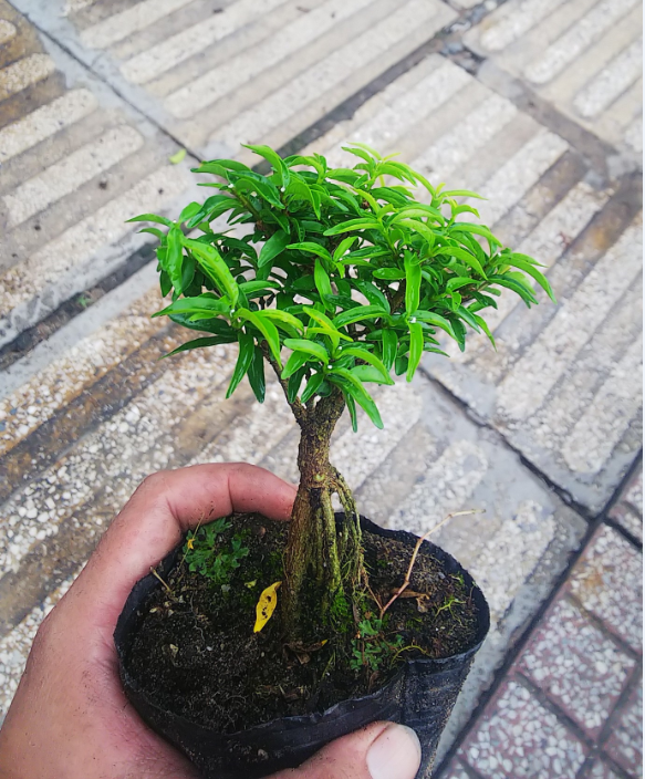 Mai chiếu thủy bonsai mini Tặng phân tan chậm.