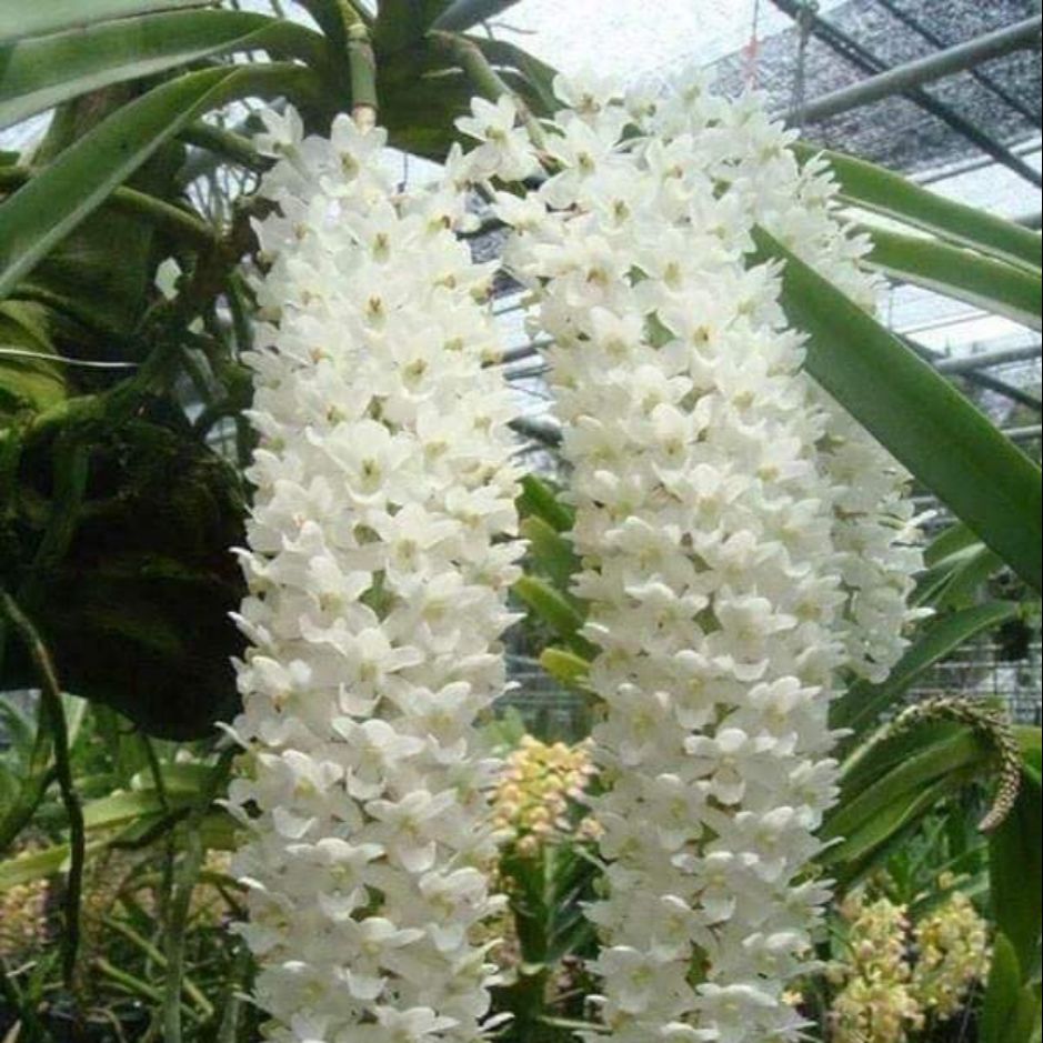 Lan đai châu Thái cực đẹp giá vườn màu Trắng