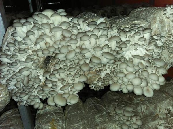 Phôi sò thái kiện 5 bì