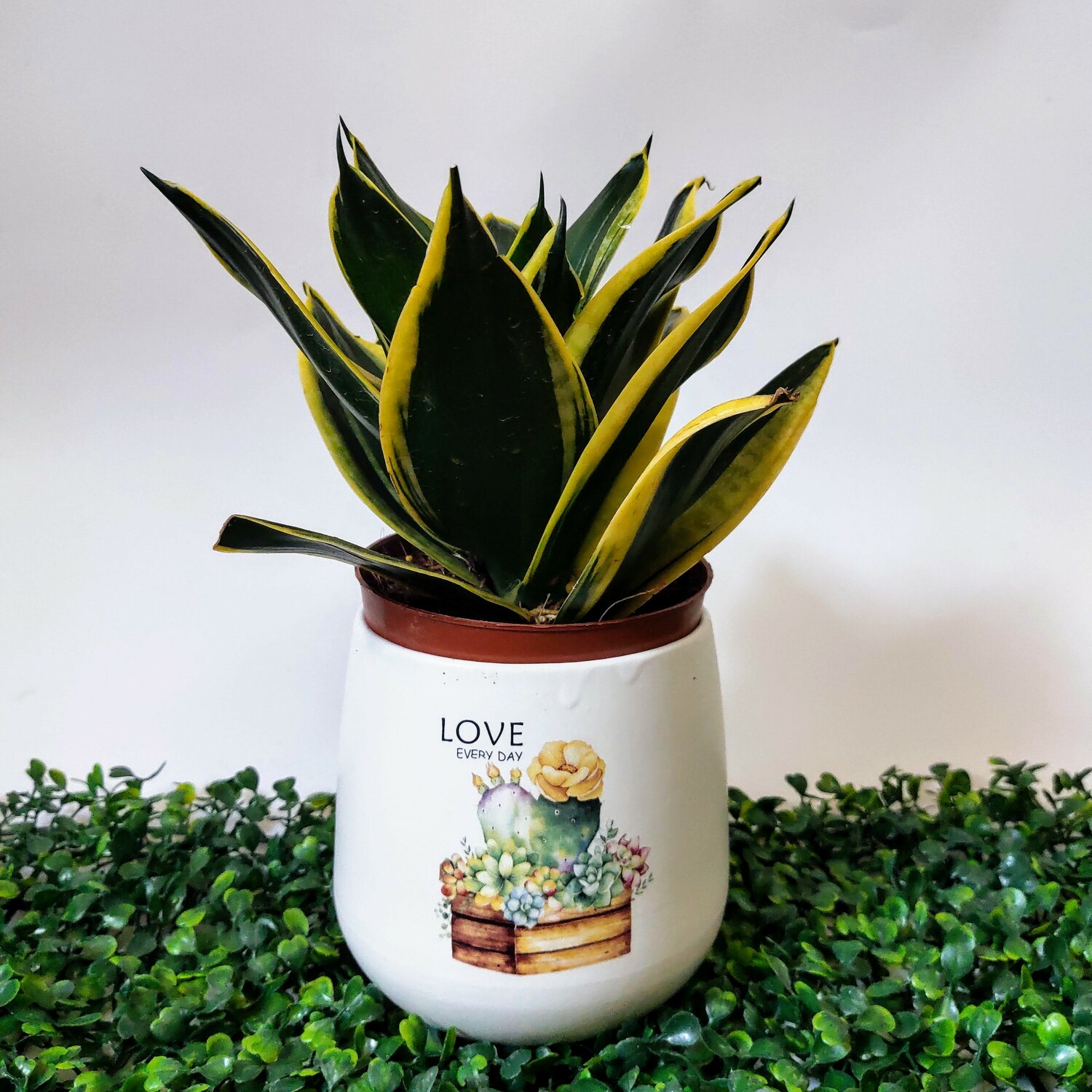 Chậu sứ trồng cây quả lê in hình siêu đẹp S2, chậu sứ trồng cây, cây văn phòng, cây để bàn (hình ngẫu nhiên)