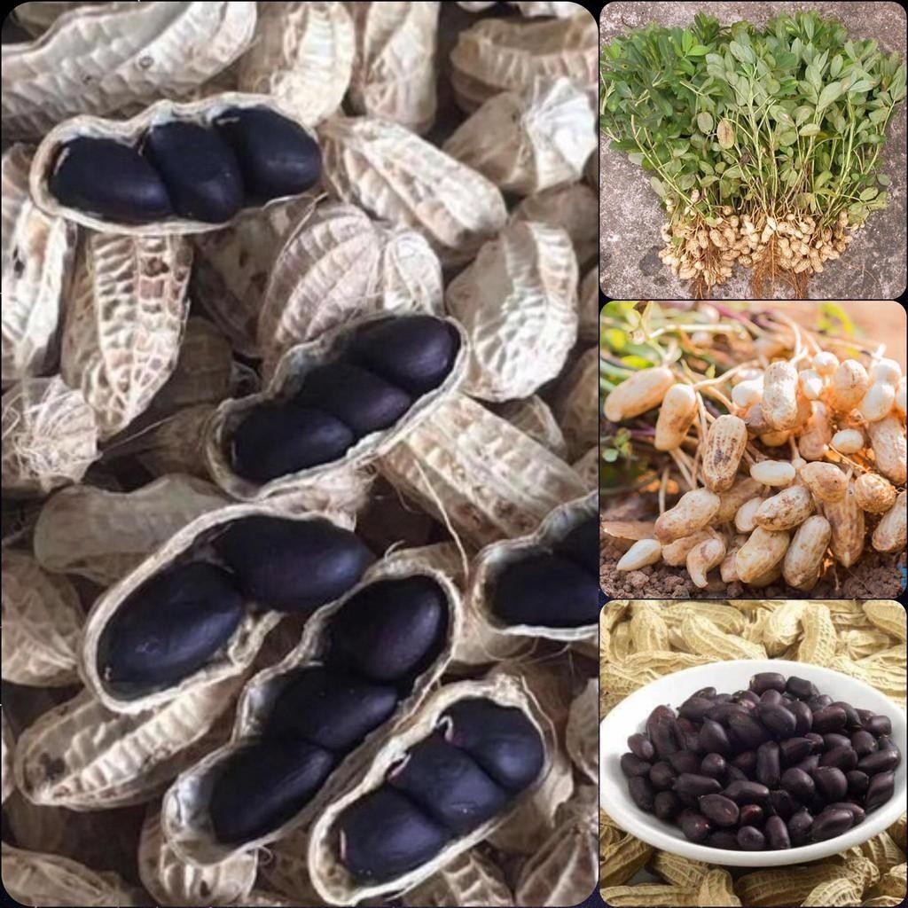 Hạt giống đậu phộng đen,lạc đen -gói 15 gram