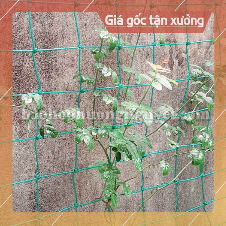 Lưới giàn leo , lưới giàn cây, lưới trồng cây leo, lưới trồng bầu bí 3mx3m