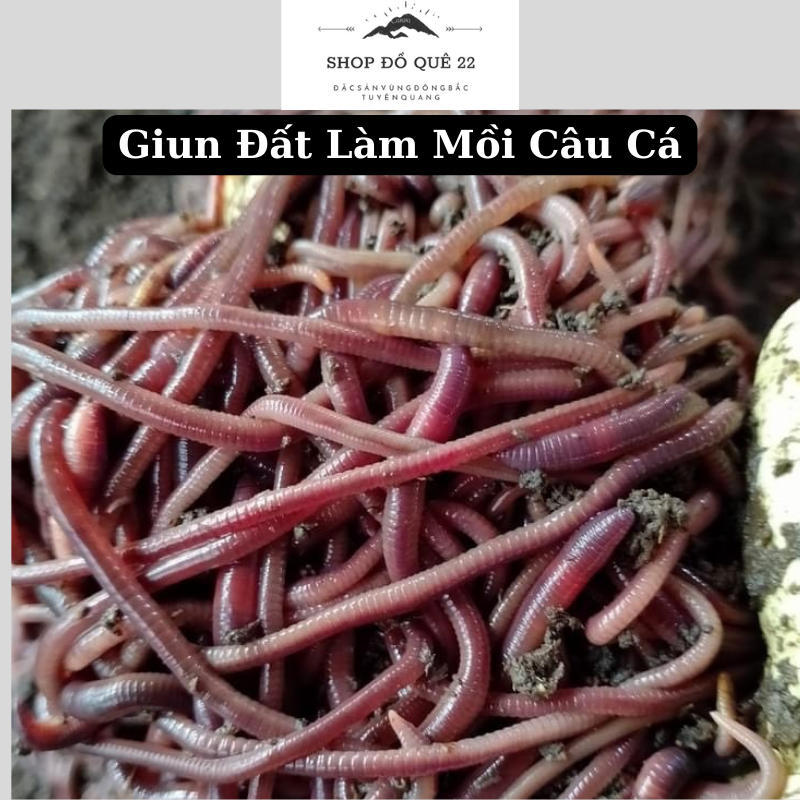 100 con giun đất làm mồi câu cá - giun đất tươi sống câu cá
