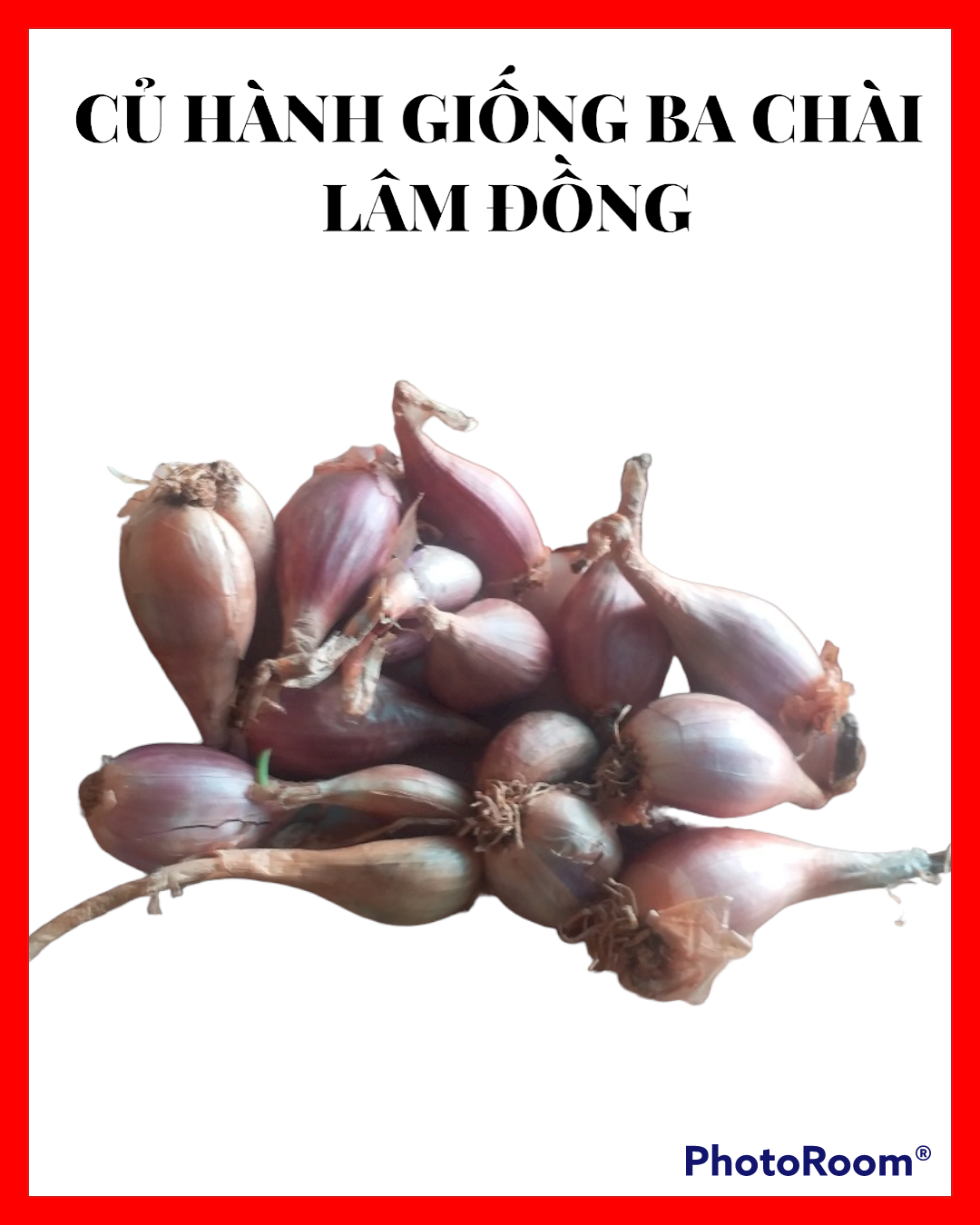 Hành lá -Củ hành giống ba chài Lâm Đồng