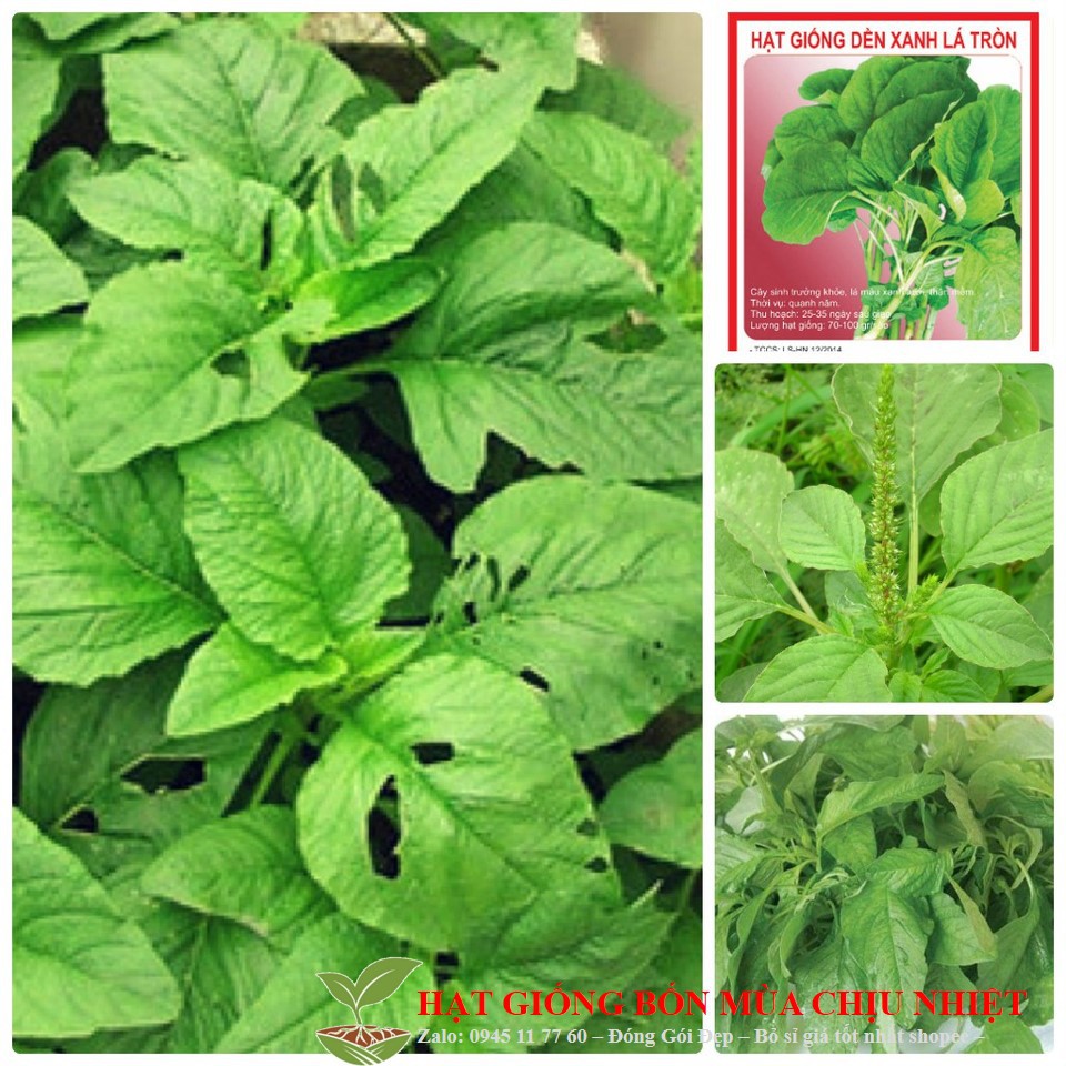 MJ102 Gói 300 Hạt Rau Dền Xanh 0.1g