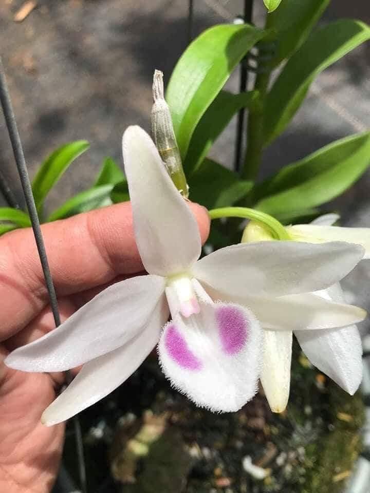 Phi điệp Hồng LẠNG SƠN cây năm hai chậu to trưởng thành