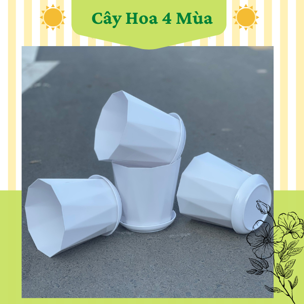 Combo 05 chậu nhựa trồng cây kim cương đĩa size 18x16.8cm
