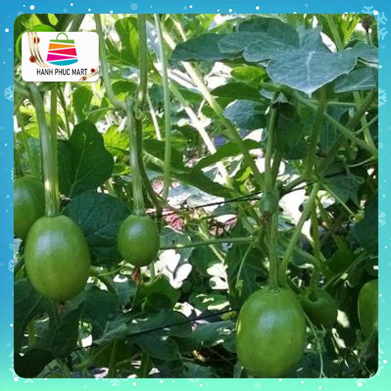 Hạt giống Dưa Hấu Nụ phú nông - PhuNongSeeds