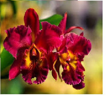 Lan Cattleya Giống nhiều màu, hoa bông to đại cực thơm giá siêu rẻ