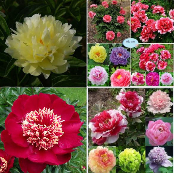 Hạt giống hoa mẫu đơn mix màu - gói 5 hạt