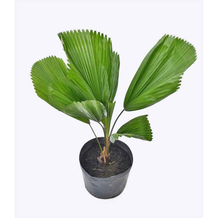 [freeship - xả khô máu] cây kè nhật (cọ nhật)