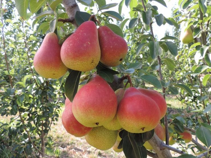 CÂY GIỐNG LÊ ĐỎ NAM PHI - CÂY GIỐNG F1 SIÊU SAI QUẢ, VỊ NGỌT THƠM - GIÁ TRỊ KINH TẾ CAO - GỬI ĐI NGUYÊN BẦU + Tặng 2 Cây Quế Giống