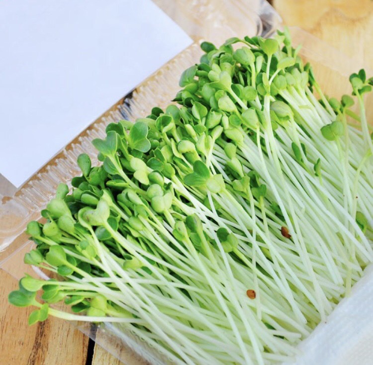 1 kg hạt giống củ cải trắng NEWZEALAND - Chuyên dùng để trồng rau mầm