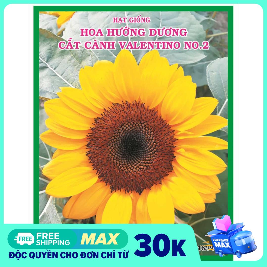Hạt giống hoa hướng dương cắt cành Valentino, gói 1gram