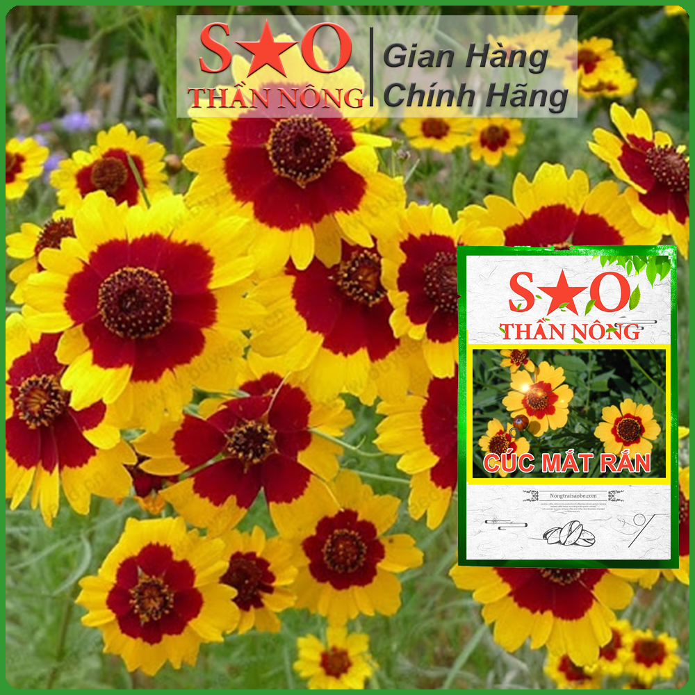 Hạt giống hoa cúc mắt rắn Sao Thần Nông màu vàng đen - gói 200 hạt