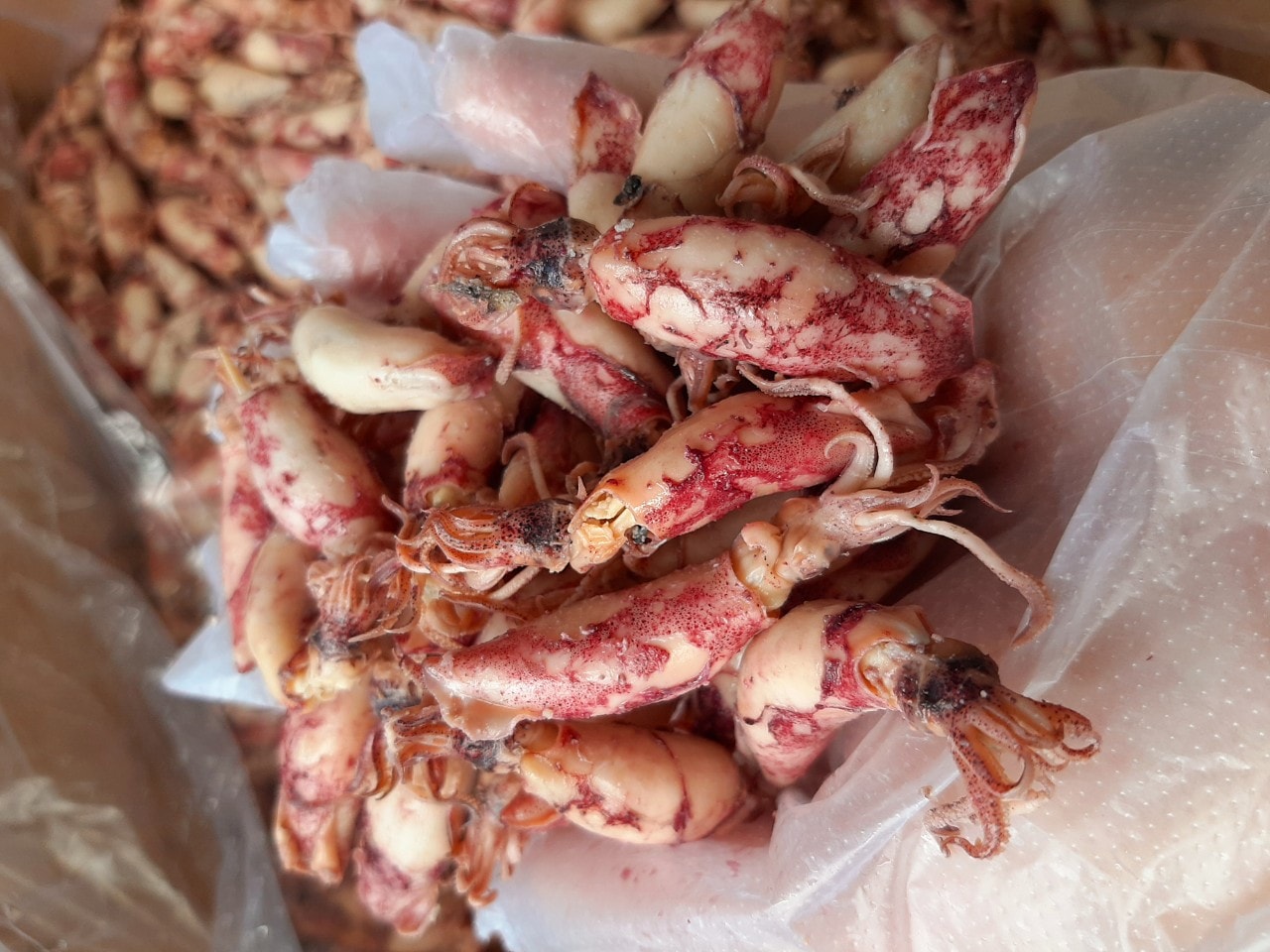 Mực cơm trứng