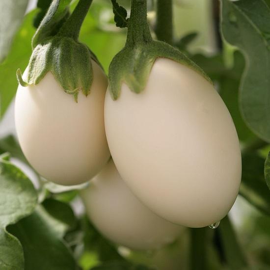 Hat giống cà pháo trứng ngỗng - hg thái