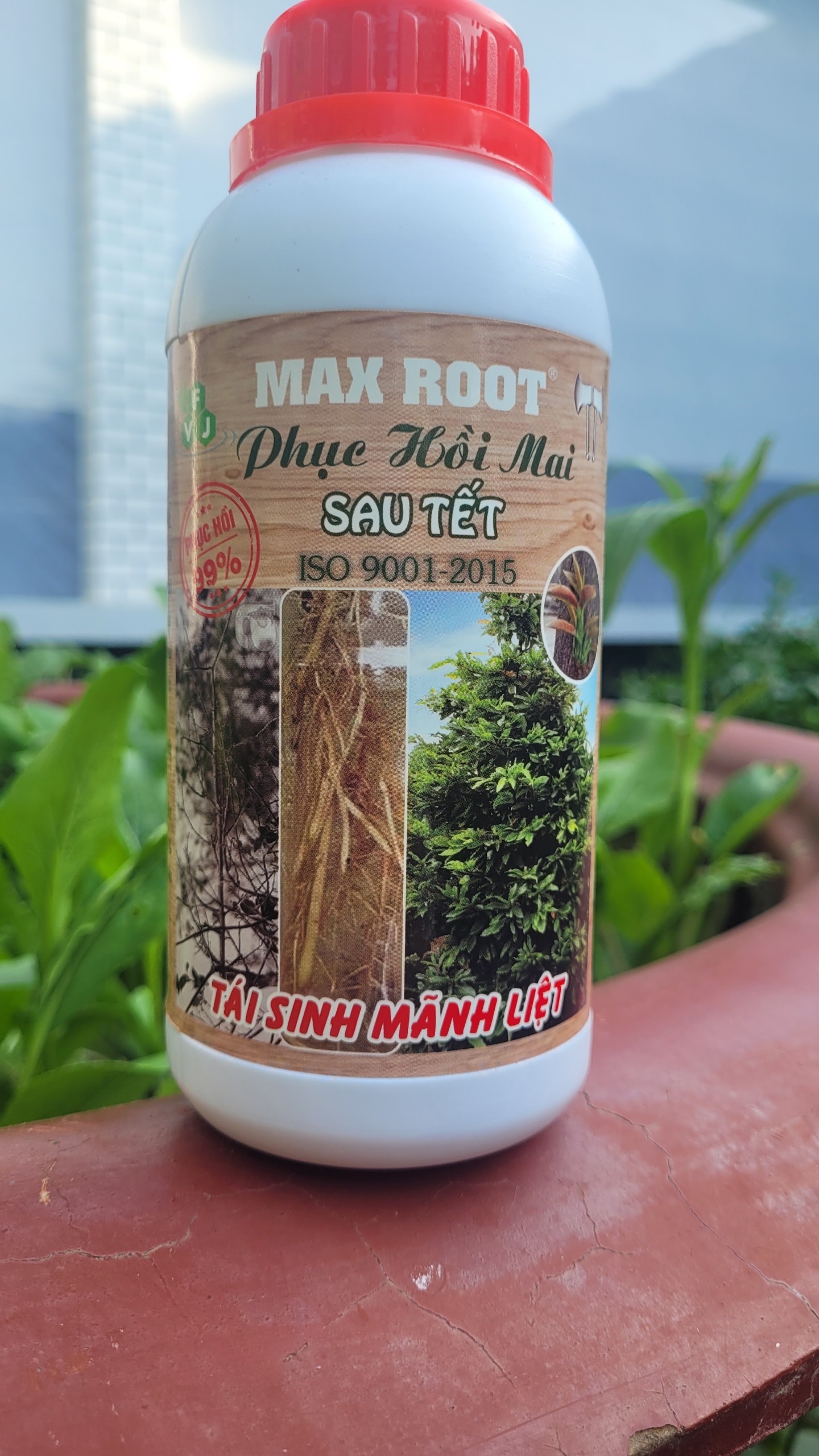 Phân bón phục hồi mai sau tết max root chai 500 ml giúp mai vàng ra rễ, dưỡng lá, nhú đọt, tái sinh sau tết_thien thinh shop