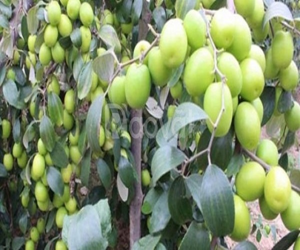 Cây giống táo lê đài loan