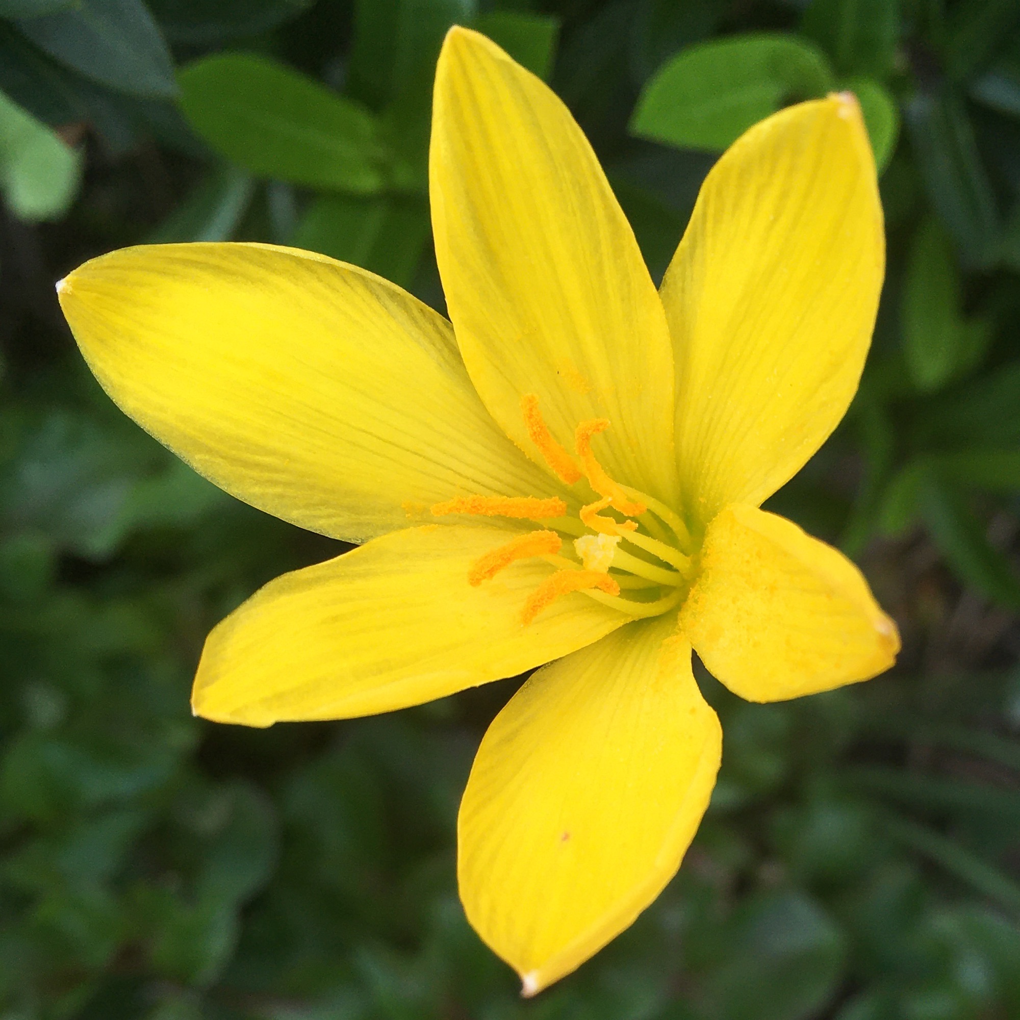 1 cây huệ vàng ( ngãi cầu tài ). Tặng kèm 50gram phân bón npk 20-20-15+TE