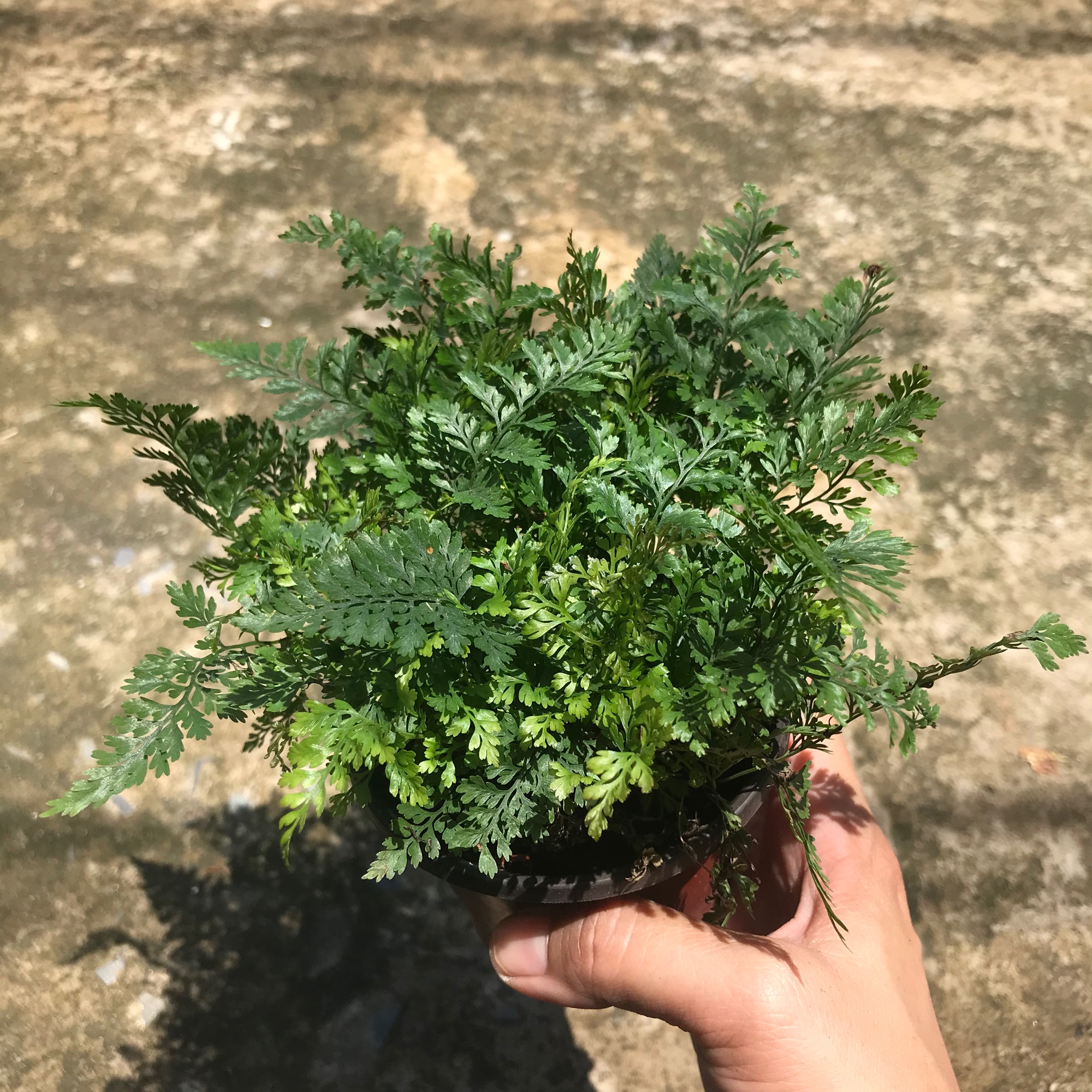Cây dương xỉ chậu nhỏ mini + tặng phân bón cho cây mau lớn